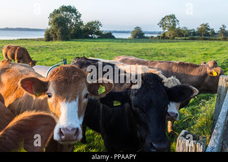 Kühe neben einem Zaun in einer Wiese am Ufer des Lough Neagh, Irland. Stockfoto