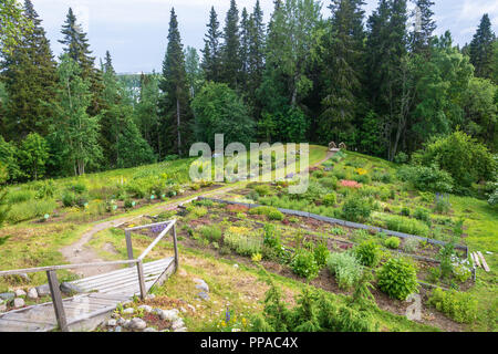 Im botanischen Garten der Solovetsky Inseln an einem Sommertag, Archangelsker oblast, Russland. Stockfoto