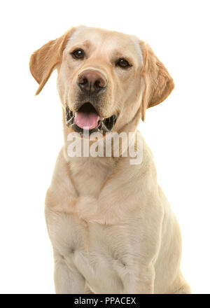 Porträt einer blonden Labrador Retriever Hund in die Kamera schaut mit Mund offen von vorne in einer vertikalen Bild Stockfoto