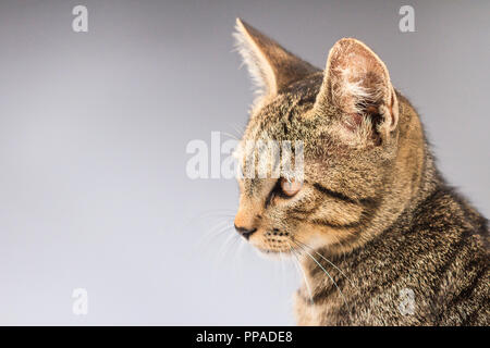 Die Katze auf dem weißen Hintergrund sieht zur Seite, Haustiere Stockfoto