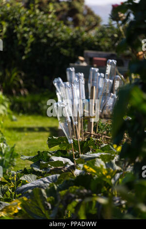 Kleingärten außerhalb Schloss in Beaumaris, Anglesey Wales UK Stockfoto