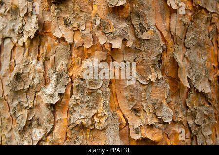 Pinienrinde hautnah. Die Textur, Hintergrund des Baumstammes. Haut Natur des Waldes. Stockfoto