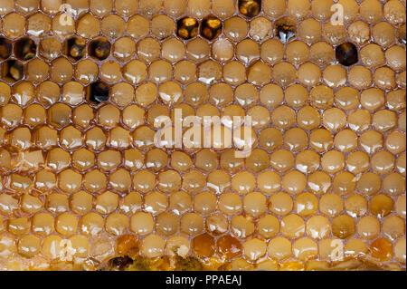 Biene Bienenwaben mit Honig auf weiße Platte. Stockfoto
