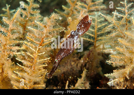 Robuste Geisterfetzenfische, Solenostomus cyanopterus, Bali, Indonesien. Stockfoto