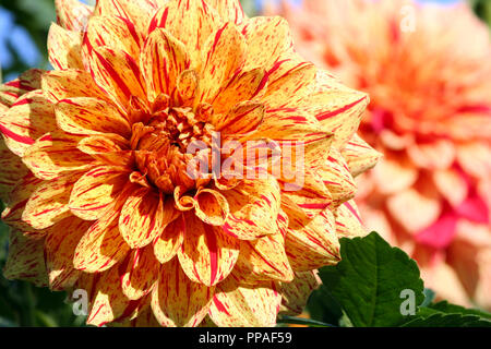 Dahlie Elia Mason asteraceae Vielzahl von Chrysantheme, Helle gelb-orangen Blüten mit eingestreuten rote Punkte und lange Streifen, einzelne große Anlage Stockfoto