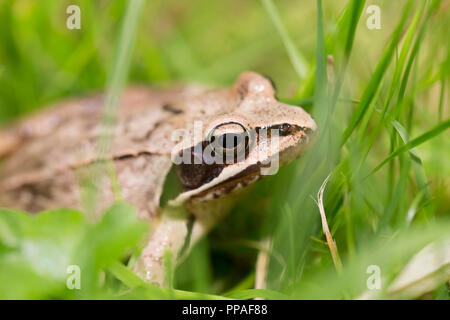 Agile Frog, Rana dalmatina. Charente, Frankreich Stockfoto