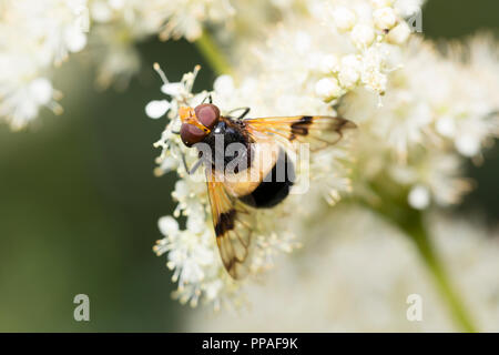 Große Pied-Volucella pellucens Hoverfly Stockfoto