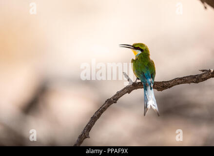 Eine bunte Bienenfresser sitzen auf einem Ast im Schatten mit dem Schnabel etwas öffnen. Stockfoto