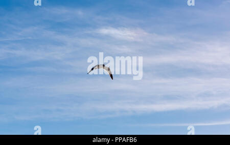 Nach Zucht laughing Gull (atricilla Leucophaeus) im Flug gegen einen bewölkten Himmel in Florida, USA. Stockfoto