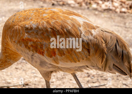 Nahaufnahme der Federn auf der Seite und Rückseite eines Sandhill Crane (Antigone canadensis). Stockfoto