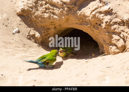 Eine Mutter und Baby Bee-eaters Fütterung auf den Sand durch ein Loch, die ebenfalls als Nest dient. Stockfoto