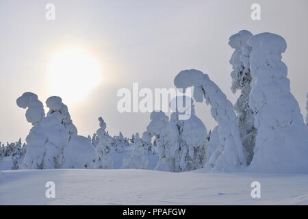 Schneebedeckte Bäume, Winter, Rukatunturi, Ruka, Kuusamo, Nordoesterbotten, Suomi, Finnland Stockfoto