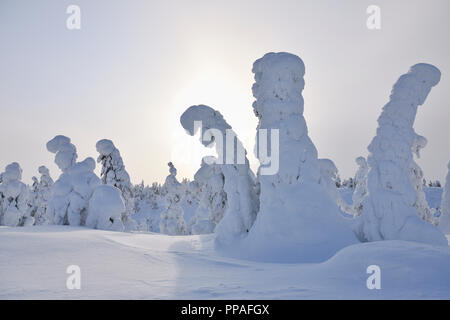 Schneebedeckte Bäume, Winter, Rukatunturi, Ruka, Kuusamo, Nordoesterbotten, Suomi, Finnland Stockfoto