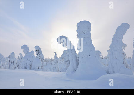 Schneebedeckte Bäume, Winter, Rukatunturi, Ruka, Kuusamo, Nordoesterbotten, Suomi, Finnland Stockfoto