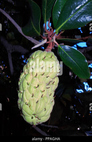 Magnolia grandiflora Obst close-up Stockfoto