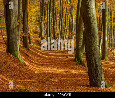 Pfad in Buchenwald im Herbst, Spessart, Bayern, Deutschland Stockfoto