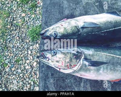 Frisch norwegische Kohle Fische, Außenaufnahme in Norwegen gefangen. Stockfoto