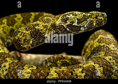 Protobothrops mangshanensis/Mangshan viper Stockfoto