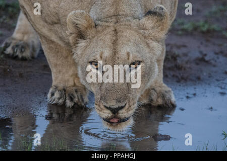 Nahaufnahme einer Löwin (Panthera leo) das Trinken aus einem Pool mit Reflexion, Masai Mara, Kenia Stockfoto