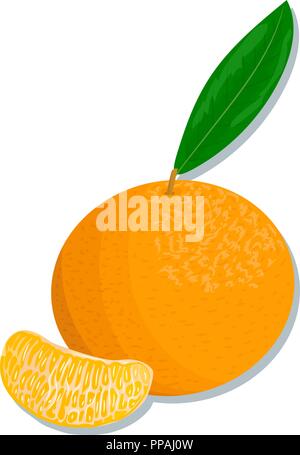 Citrus Produkte - Orange, Zitrone, Limone, Bergamotte, Mandarine, Grapefruit mit Blättern. Vektor einrichten von ganzen Früchten und Schichten. für Design, Poster, tag, Pr Stock Vektor