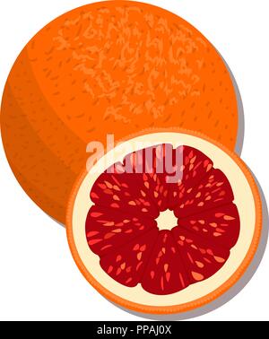 Citrus Produkte - Orange, Zitrone, Limone, Bergamotte, Mandarine, Grapefruit mit Blättern. Vektor einrichten von ganzen Früchten und Schichten. für Design, Poster, tag, Pr Stock Vektor