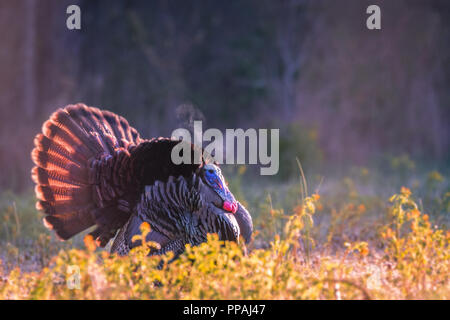 Ein männlicher Östlichen wilde Türkei, oder 'Tom' struts sein Material in der kalten Luft am Morgen in einem Feld der Goldrute und gelbe Rakete Unkraut im südlichen Indiana, USA Stockfoto