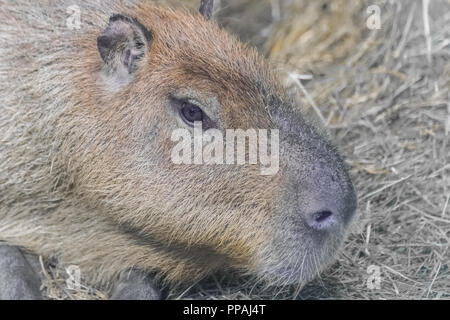 Capybara (Hydrochoerus hydrochaeris) Hochformat Stockfoto