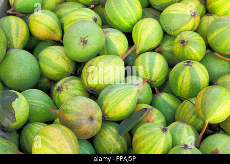 Birne, "dummes Zeug", Birnen, Pyrus, Hofladen, Obst, essbare Stockfoto