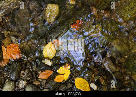 Rote und gelbe Laub im Wasser mit einem Mountain Brook Stockfoto