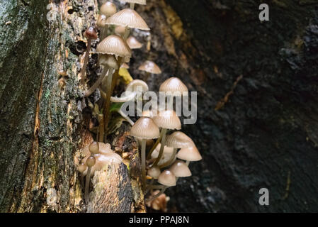 Pilze wachsen auf einem nassen Baumstamm in einem Wald Stockfoto