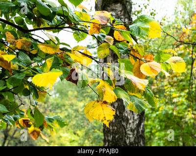 Nasse grüne und gelbe Blätter von Elm Tree auf Zweig und birkenstamm im Park im Herbst regen Stockfoto