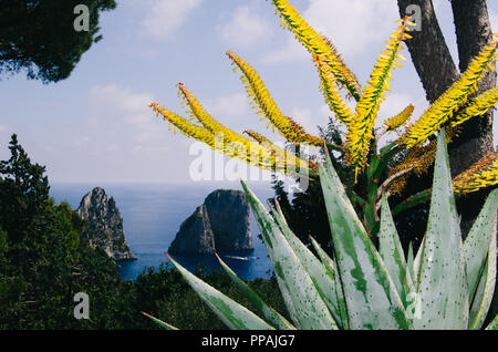 Capris Faraglioni mit schweren vorne Flash auf eine Agave Pflanze mit dem faraglionis im Hintergrund. Einmal im Leben. Sehr schöne Seascape Stockfoto