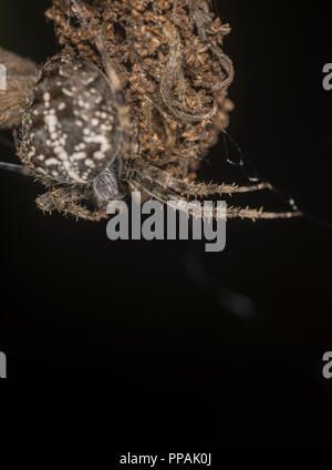 Die Spinne sitzt auf der getrockneten Knospe einer Blume Stockfoto