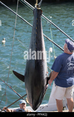 Ein Gelbflossenthun (Thunnus albacares) geschleppt, die aus einem Fischerboot an der Chatham Fish Pier, auf Cape Cod, Massachusetts, USA Stockfoto