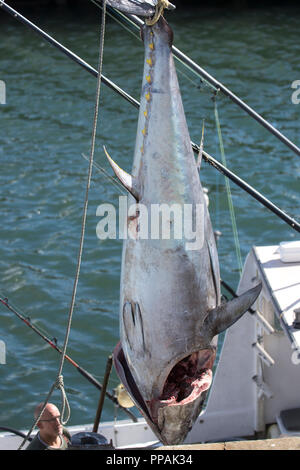 Ein Gelbflossenthun (Thunnus albacares) geschleppt, die aus einem Fischerboot an der Chatham Fish Pier, auf Cape Cod, Massachusetts, USA Stockfoto