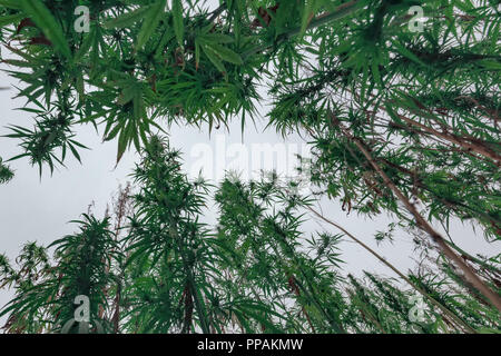 Hanf oder Industrieller Hanf ist Vielzahl von Cannabis Sativa Pflanze, Low Angle View Stockfoto