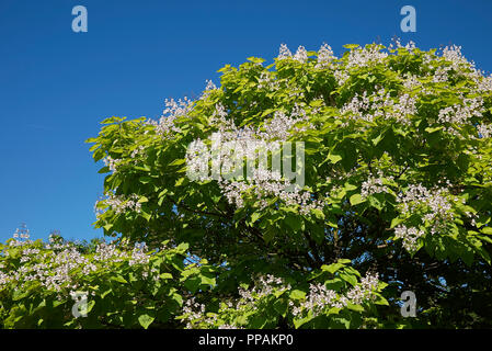 Catalpa bignonioides Baum blüht Stockfoto