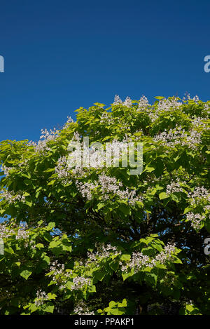 Catalpa bignonioides Baum blüht Stockfoto