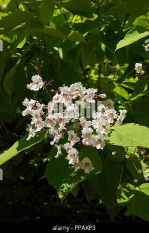 Catalpa bignonioides Baum blüht Stockfoto