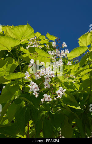 Catalpa bignonioides Baum blüht Stockfoto