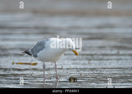 Eine europäische Silbermöwe (Larus argentatus) auf der Suche nach Essen am Strand (Normandie, Frankreich). Stockfoto