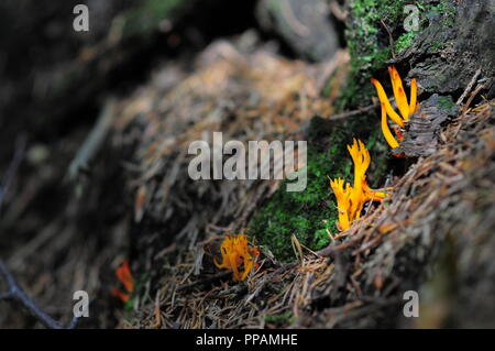 Gelbe stagshorn (Calocera viscosa), ist ein Gelee Pilz, Mitglied der Dacrymycetales. Fruchtkörper Stockfoto