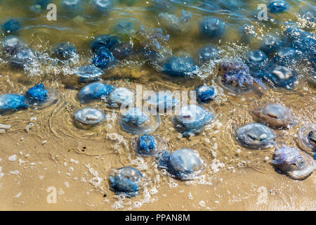 Viele Quallen lebend und tot an der Küste des Schwarzen Meeres, Ukraine Stockfoto