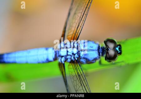 CloseUp Schuß von Dragon Fly Stockfoto