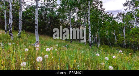Weiß Löwenzahn im Laub reichen Feld Stockfoto