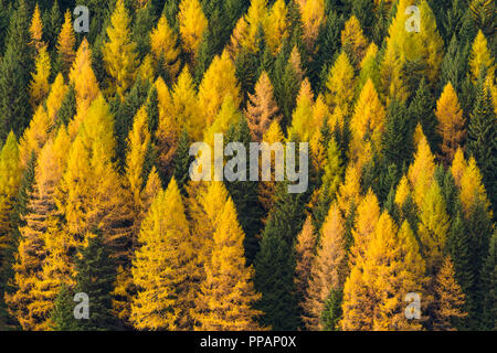 Herbstlich gefärbten Bergwald mit Lärchen, Cadore, Misurina, Belluno, Venetien, Dolomiten, Italien, Europa Stockfoto