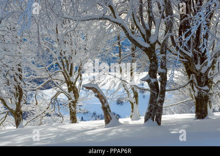 Schnee bedeckt Buche Bäume im Winter, Schauinsland, Schwarzwald, Freiburg im Breisgau, Baden Württemberg, Deutschland Stockfoto
