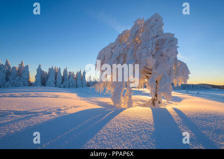 Schnee bedeckt Buche, Winbuche, bei Sonnenaufgang im Winter, Schauinsland, Schwarzwald, Freiburg im Breisgau, Baden Württemberg, Deutschland Stockfoto