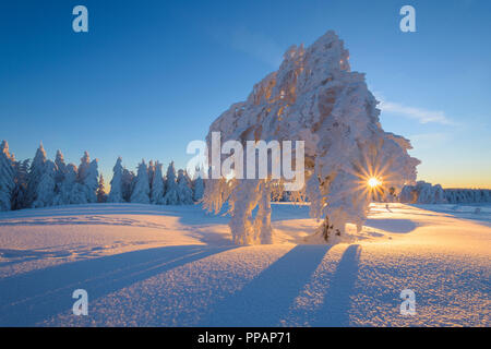 Schnee bedeckt Buche, Winbuche, bei Sonnenaufgang im Winter, Schauinsland, Schwarzwald, Freiburg im Breisgau, Baden Württemberg, Deutschland Stockfoto