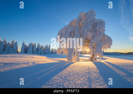 Schnee bedeckt Buche, Winbuche, bei Sonnenaufgang im Winter, Schauinsland, Schwarzwald, Freiburg im Breisgau, Baden Württemberg, Deutschland Stockfoto